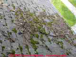 Photograph of mossy growth on asphalt roof shingles