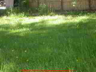 Photo of typical grass (needing mowing) over a septic system.