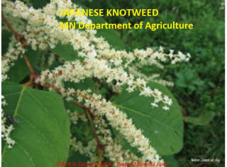 Japanese knotweed - Japanese "bamboo" invasive species hard to eradicate - keep away from septics - photo: Minnesota Department of Agriculture - cited at InspectApedia.com