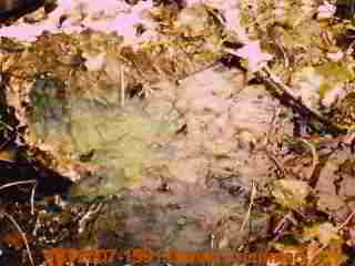 Photograph of faded green septic dye.