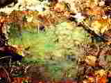 LARGER VIEW of
green septic dye breakout on leaves in a yard - evidence of a failed septic leach field