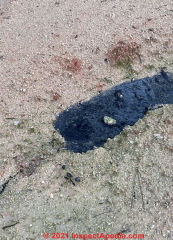 Raw sewage bubbling up to ground surface - diagnose and fix (C) InspectApedia.com Pat