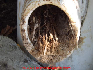 Root clogged sewer line (C) InspectApedia.com