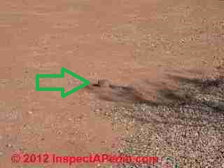 Septic cleanout access © D Friedman at InspectApedia.com 