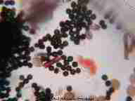 Photograph of Aspergillus niger and Chaetomium mold spores