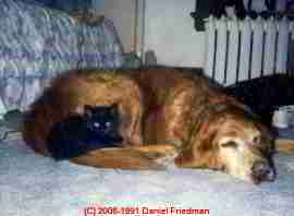 LARGER IMAGE - of this source of Cat dander and dog dander from pets living indoors can be a problem for people with allergies and asthma.