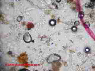 Basement dust sample (C) D Friedman