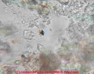 Photograph of Effloresence on a Foundation wall  &copy; D Friedman 2008