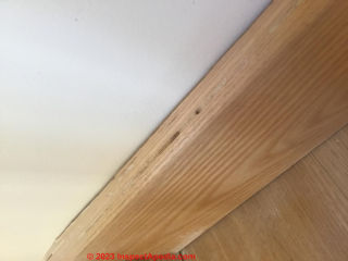 Insect damaged wood indoors - not mold (C) InspectApedia.com Andrew