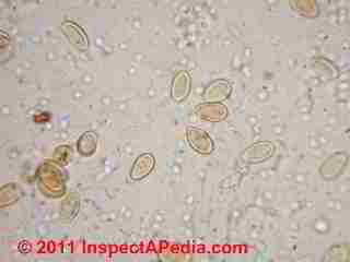 Meruliporia incrassata in air sample (C) D Friedman