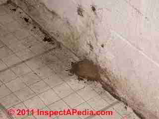 Meruliporia incrassata in surprising places in a building (C) D Friedman