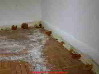 yellow mushroom on carpeting and floor trim indoors - Daniel Friedman
04-11-01