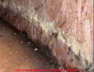 Photograph of yellow mold indoors