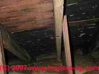 Photograph: toxic mold on pine tongue and groove roof sheathing - © Daniel Friedman
