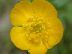 Buttercup flower