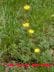 Buttercup plant