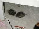 Photograph: Moldy carpeting - Daniel Friedman