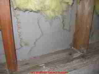 Photograph of extensive basement Stachybotrys chartarum contamination -  &copy; Daniel Friedman