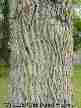 Tulip Poplar bark