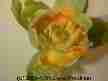 Tulip Poplar flower
