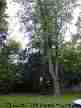 Tulip Poplar
