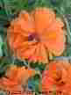 Poppy flowe