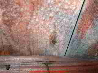 White mold in an attic on the roof sheathing