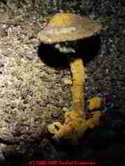 yellow mushroom on basement wall - Daniel Friedman
04-11-01