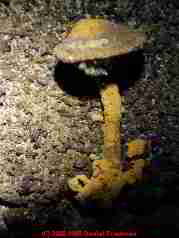 yellow mushroom on basement wall - Daniel Friedman
04-11-01