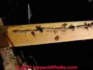 Carpenter ant infestation evidence (C) Daniel Friedman