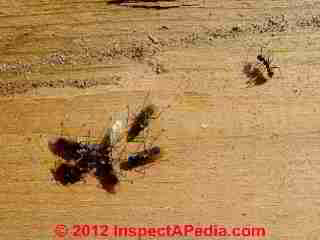 Carpenter ants closeup photo (C) Daniel Friedman