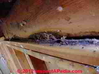 Carpenter ant infestation evidence (C) Daniel Friedman