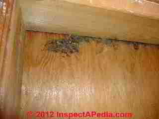 Carpenter ant infestation evidence (C) Daniel Friedman