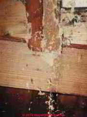Carpenter Ant Damage (C) Daniel Friedman