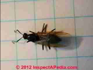Winged ant (C) Daniel Friedman