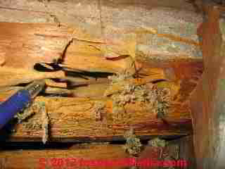Carpenter Ant Damage (C) Daniel Friedman