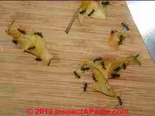 Carpenter ants enjoying apple cores (C) Daniel Friedman