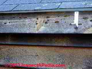 Carpenter bee damage to a fascia board (C) Daniel Friedman