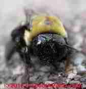 Carpenter bee activity indicator (C) Daniel Friedman