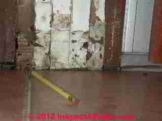 Carpenter ant infestation evidence (C) Daniel Friedman