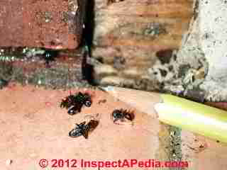 Carpenter ant infestation evidence (C) Daniel Friedman