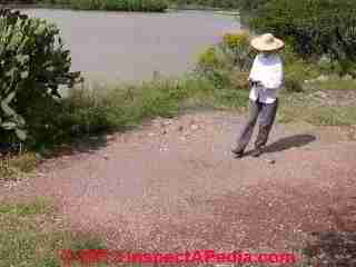 NOT a Carpenter ant infestation evidence (C) Daniel Friedman