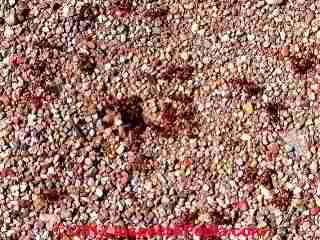 NOT a Carpenter ant infestation evidence (C) Daniel Friedman