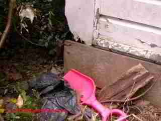 Signs of risk of termite attack (C) Daniel Friedman