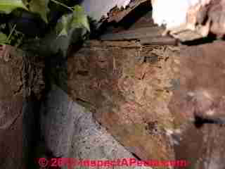 Termite damaged wood (C) Daniel Friedman