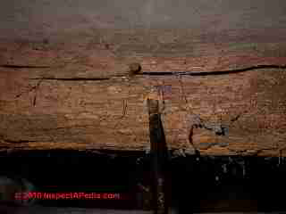 Powder post beetle old house borere damage photographs (C) D Friedman D Grudzinski
