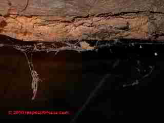 Powder post beetle old house borere damage photographs (C) D Friedman D Grudzinski