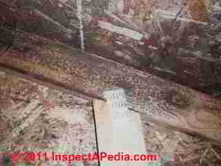 OSB panel with mold growth in an attic (C) D Friedman