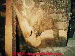 Powder post beetle damage to hand hewn beam (C) Daniel Friedman
