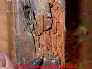 Wood rot damage (C) Daniel Friedman